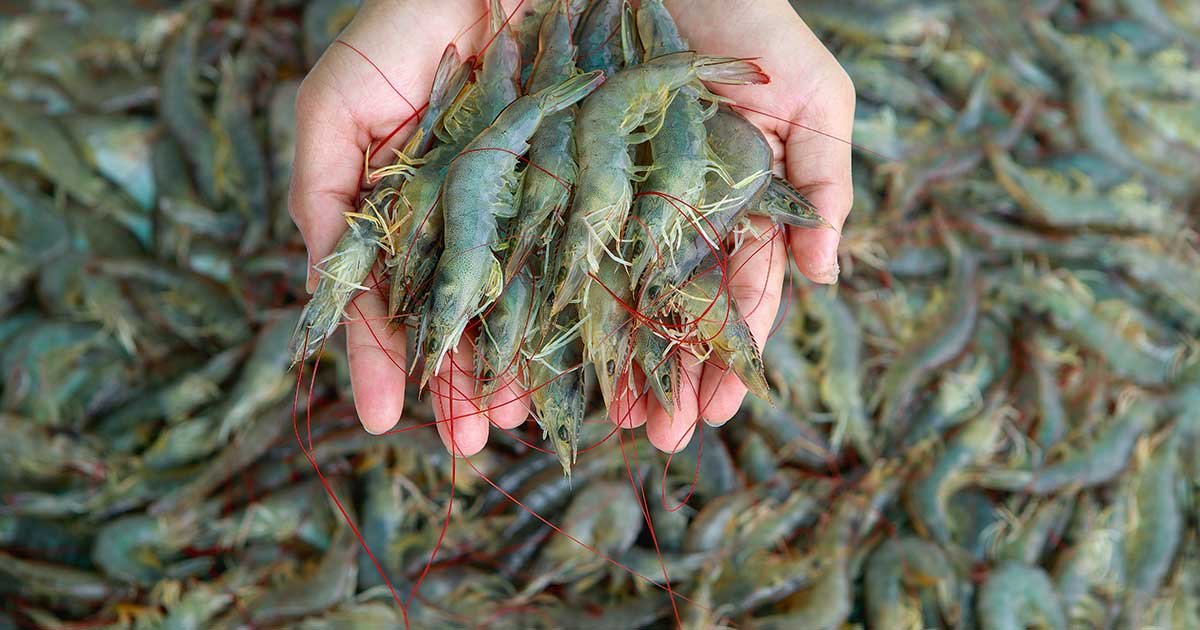 Carcinicultura o que e 1